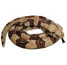 Boa constrictor
