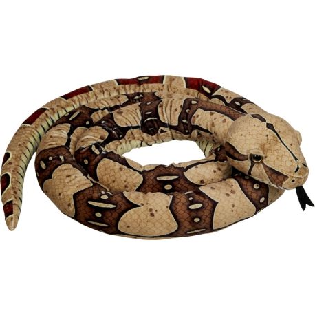 Boa constrictor