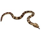 Boa constrictor