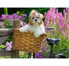 Süßer kleiner Hund