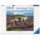 Wildpferde in der Heide