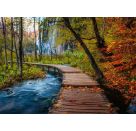 Herbstlicher Waldweg