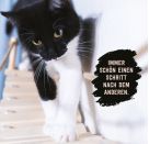 Don t hurry, be Kitty!