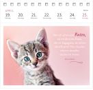 Postkartenkalender Katzenweisheiten 2027