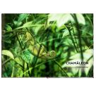 Unsichtbar - Meister der Tarnung