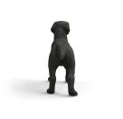 Schwarze Labrador Retriever Hündin