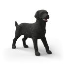 Schwarze Labrador Retriever Hündin