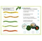 WAS IST WAS Erstes Lesen. Leserätsel Regenwald