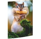 A3 Sammelmappe Chipmunk