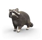 Waschbär