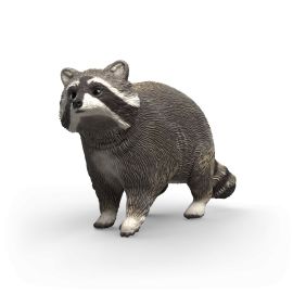 Waschbär
