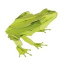 fridolin - 3D Papiermodell - Frosch, Spezialkarton, gelasert
