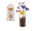 GFH Mini-Pflanzset Blumenwies
