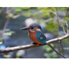 3D Bastelset Eisvogel