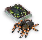 ZOO RADIERER VOGELSPINNE, 2-F