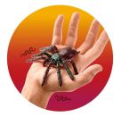 ZOO GRUSEL-SPINNE, 4-FACH SOR
