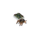 ZOO RADIERER VOGELSPINNE, 2-F