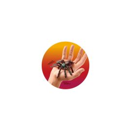 ZOO GRUSEL-SPINNE, 4-FACH SOR
