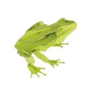 fridolin - 3D Papiermodell - Frosch, Spezialkarton, gelasert