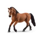 Lipizzaner Stute SP (nicht ei
