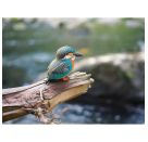 3D Bastelset Eisvogel