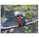 3D Bastelset Eisvogel