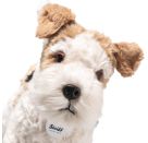 Foxy Foxterrier 32 bunt