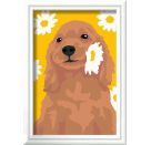 Cocker Spaniel Sunny