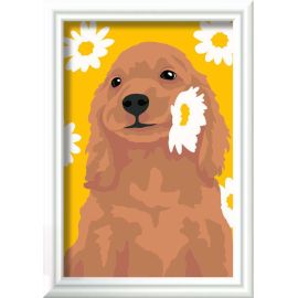 Cocker Spaniel Sunny