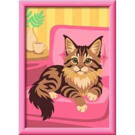 Maine-Coon-Kätzchen