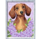 Dackel Lilac