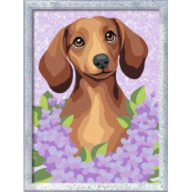 Dackel Lilac