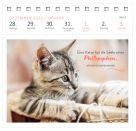 Postkartenkalender Katzenweisheiten 2027