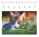 Postkartenkalender Katzenweisheiten 2027