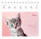 Postkartenkalender Katzenweisheiten 2027