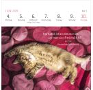 Mini-Wochenkalender Katzenweisheiten 2027