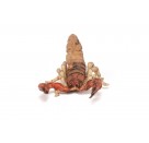 Skorpion