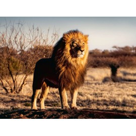 Ravensburger 17107 Puzzle Der Löwe. Der König der Tiere 1500 Teile