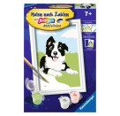 Border Collie Welpe       D