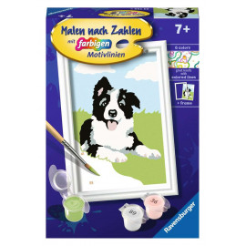 Border Collie Welpe       D