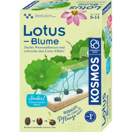 Lotusblume