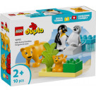 LEGO® DUPLO 10442 Wildtier-Familien: Pinguine und Löwen