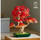 Japanischer Roter Ahorn Bonsa