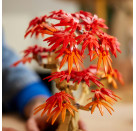 Japanischer Roter Ahorn Bonsa