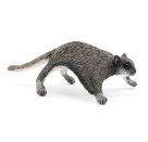 Flughörnchen