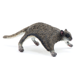 Flughörnchen