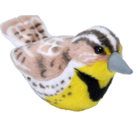 Singdrossel