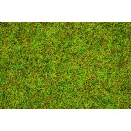 Noch 08310 Sommerwiesen-Gras