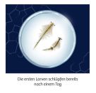 Fun Science Wuselnde Salzkrebse