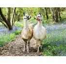Ravensburger Kinderpuzzle - 12941 Flauschige Freundschaft - Lama-Puzzle für Kinder ab 6 Jahren, mit 100 Teilen im XXL-